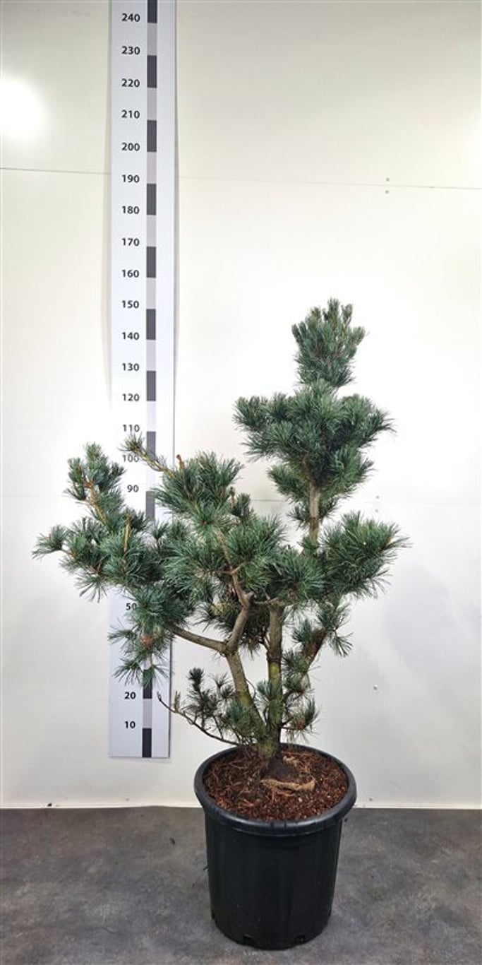 Pinus parv. 'Negishi' - 100-120 CM Bonsai Cont.
